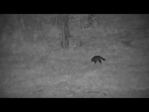 Djuma: Civet - 19:42 - 08/15/20