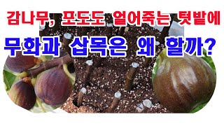 감나무도 포도나무도 얼어죽는 텃밭에 무화과 삽목은 왜할까?(무화과 재배, 무화과 심기, 무화과 삽목 방법, …