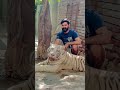 #tiger Tame With #Usama's Tigers####