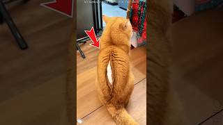Download lagu She Thought Her Cat Had Turned Into a Stuffed Toy#funnyshorts #pets #cute #love mp3