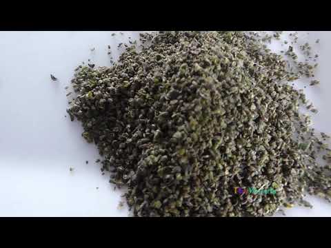 How to collect nettle seeds from a bush? Collecting seeds yourself. Plants.