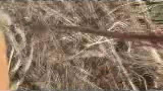preview picture of video 'Indiana Pheasant Hunt.WMV'
