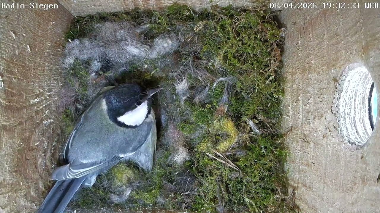 Vogel, ein Ei kommt!