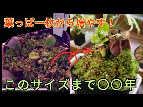 園芸 アルバニー ウォータージャグ セファロタス