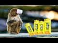 MONKEYS �� Funny Monkey Video || बन्दर पि गया फ्रूटी || The Ultimate Funn...