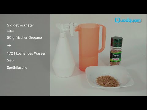 Hausmittel gegen Pflanzen Schädlinge: Oregano gegen Blattläuse