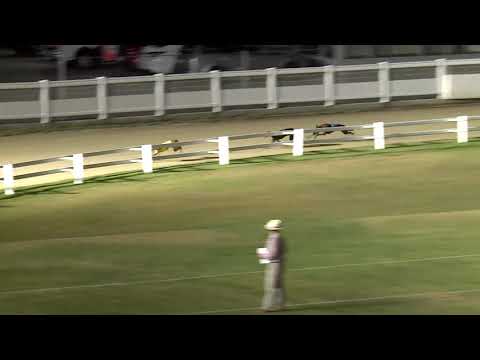 2020.07.24. 04. futam - Mega Delight Díj A1