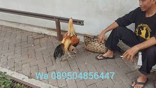Download lagu Looking for a wide selection of chickens!! Gawok chicken market is the complete solution here mp3