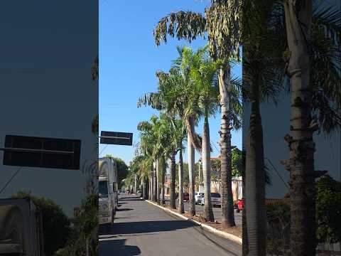 TUPÃ SP vídeo 112  Av. Tabajaras  As palmeiras. @CamaraTupaTv @AltaPaulista @tupasp