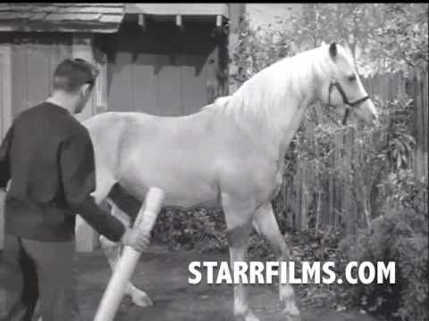 SKATEBOARDING HORSE 8 Wheelier 1965