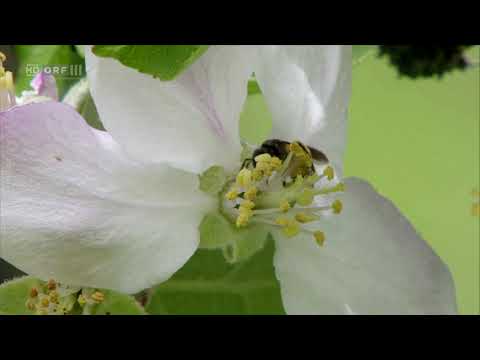 Im Reich der wilden Bienen - Doku - Deutsch