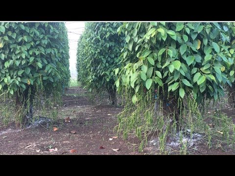Black pepper - how to take care black pepper -growing black ...