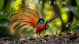 Download lagu Wildlife of Borneo - Animals Documentary in Borneo Rainforest mp3