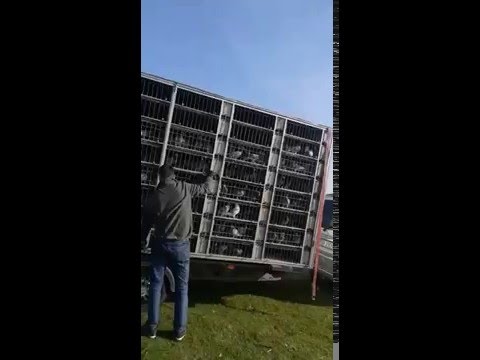 Lansare antrenament Bogatu Roman