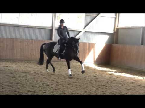 Don Index Hochadel komplett