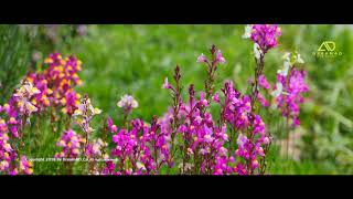 고흥 애도/쑥섬 (UHD드론영상)