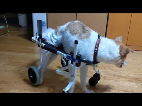 シュシュちゃん　犬用車椅子で歩く