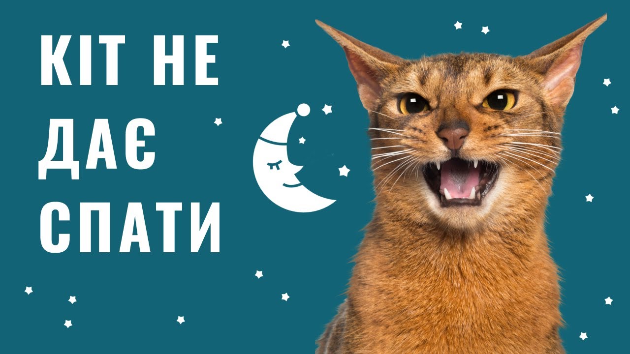 YouTube video preview