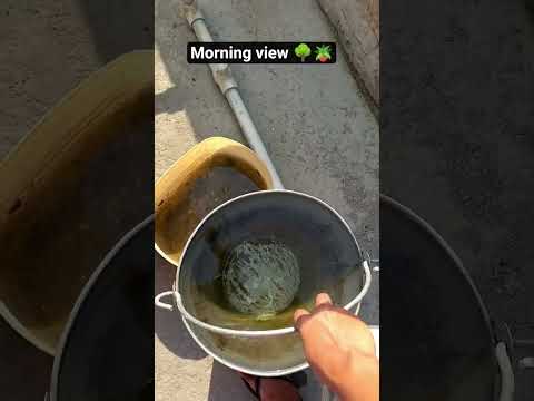 #nature's mini vlogging🪴