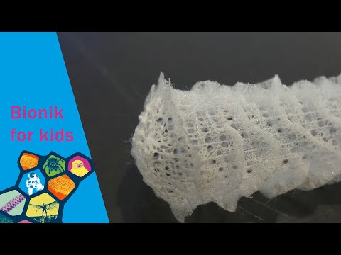 Gerd, der Gießkannenschwamm - Bionik for kids