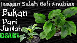 Download lagu Jangan Salah Beli!!! Kesalahan dalam Menentukan ukuran anubias|Perbandingan Anubias small dan medium mp3
