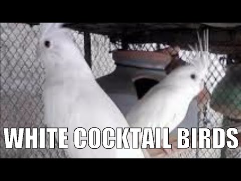 download lagu mp3 mp4 White Cocktail, download lagu White Cocktail gratis, unduh video klip White Cocktail