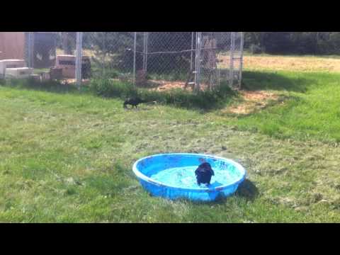 Juvenile Ravens at Play