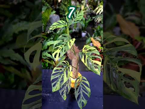 Top 10 Monstera Varieties