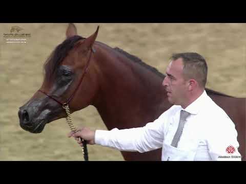 N 49 BATAL AL SHAHANIA   29th Qatar Intl A H  Show 2020   3 Years Old Colts Class 3