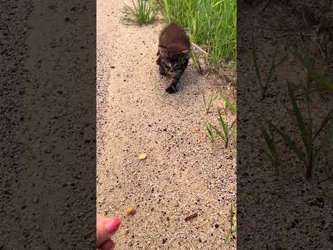 Person Rescues Kitten From the Side of the Road