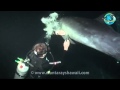 Wild Dolphin Asks Divers to Help Free Itself from.