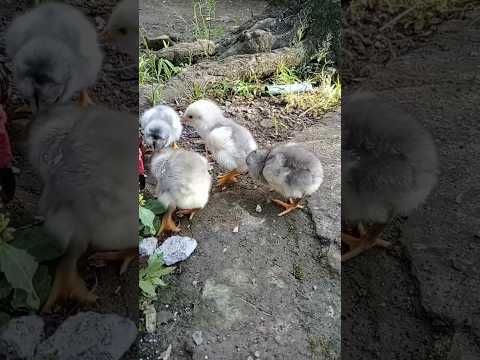 Anak ayam lucu belajar cari makan #ayamwarnawarni #ayamlucu #anakayam #ayamrainbow