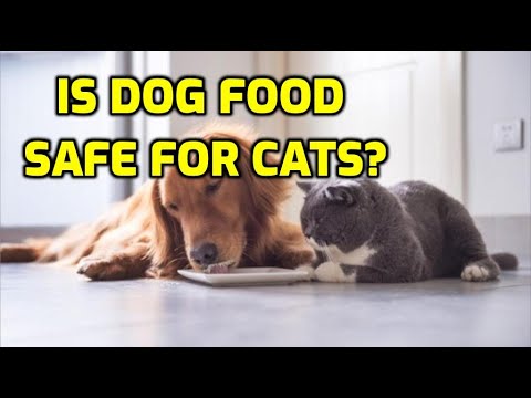 Can Cats Eat Dog Food For One Day?