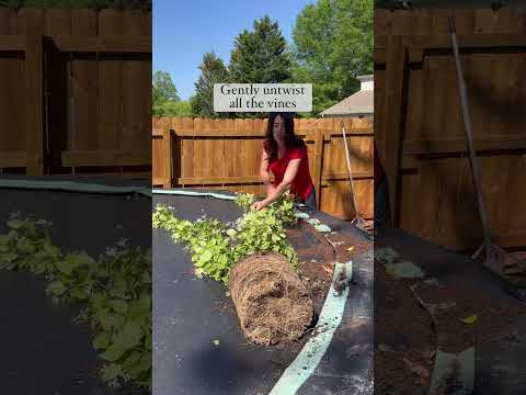 How to grow star jasmine on a fence - espalier tutorial #diy #curbappeal