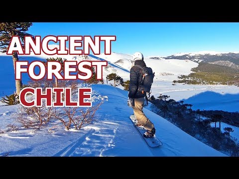 Ancient Forest Powder Snowboarding in Chile