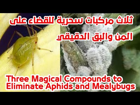 علاج المن والوباء الدقيقي للنبات | Aphids & Powdery Mildew Natural Treatment Spray
