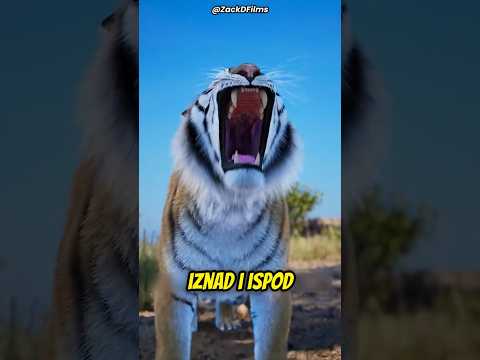 Šta Nas Uči Priča O Jagodi 🍓🐅