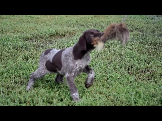 German Pointer puppy for sale