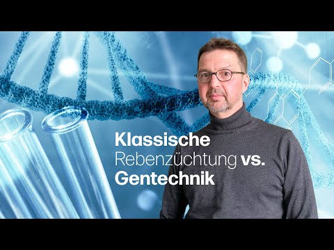 Gentechnik vs. klassische Rebenzüchtung bei PIWI-Sorten: Dr. Frank Brändle erklärt die Unterschiede