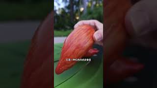 不可思議的奇異果子：看過這些果實你會驚呆！Exotic Fruits That Will Blow Your Mind! #罕見果實 #奇異水果 #果實奇觀 #ExoticFruits