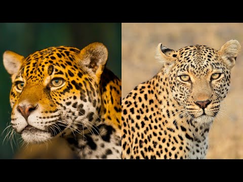 Jaguar vs Leopard | The Differences Between the World's Most Powerful Felines
