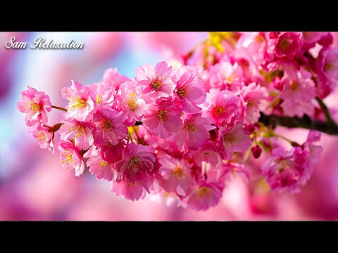 OBNOVA ŽIVČNEGA SISTEMA 🌿 Nežna glasba pomirja živčni sistem in razveseljuje dušo