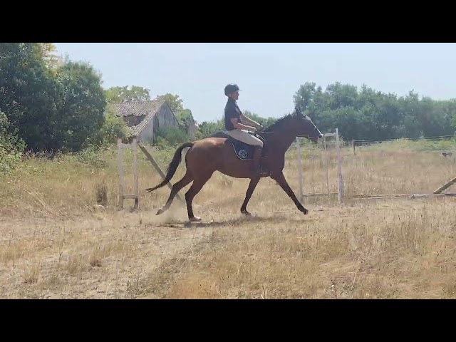 Mare Selle Français For sale 2021 Bay