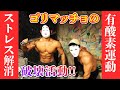 ゴリマッチョのストレス解消と有酸素運動に破壊活動!