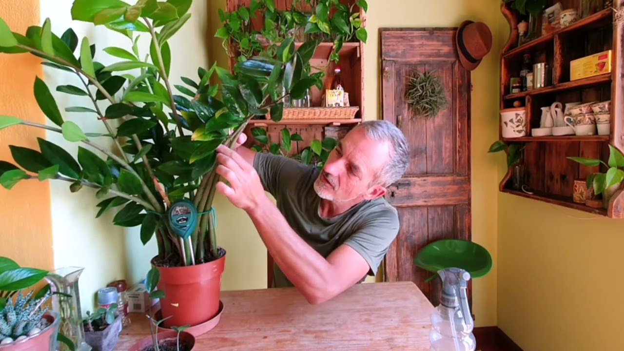 Pianta di Padre Pio o Zamioculcas come curarla