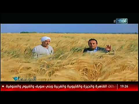 , title : 'الجدعان | مزارع بالفيوم ينجح في زراعة القمح الفرعوني ويحقق نتائج مذهلة'