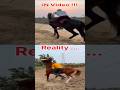 Abhinav Hoon Pehalwan Farm Hariom Trainer In Video Or Reality Horse Viralshort Pehalwanfarm