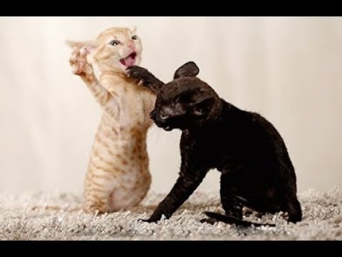 ウラルレックス猫