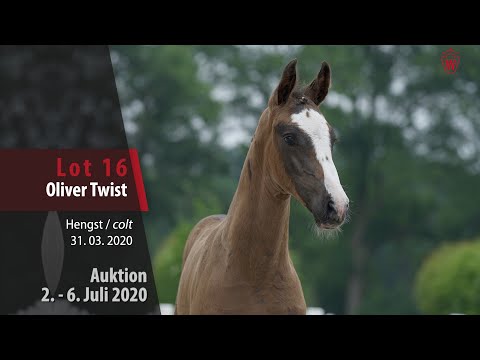 Online Auktion 2.- 6. Juli: Lot 16 Oliver Twist Hengst v. Origi D'O - Cassini II