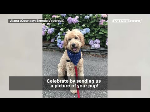 VIDEO NOW: It's National Dog Day!